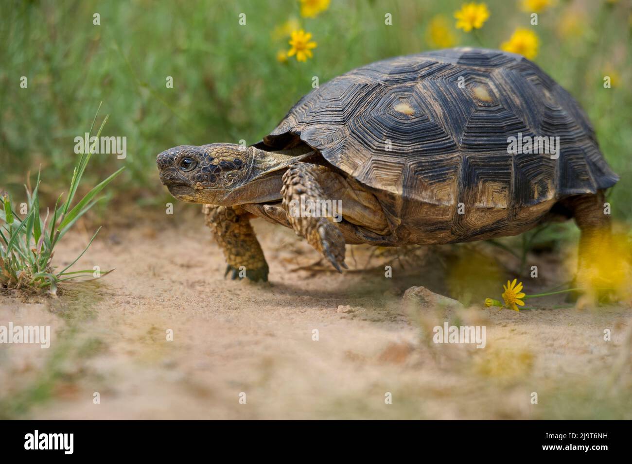 USA, Texas, Santa Ana National Wildlife Refuge. Texas tartaruga a piedi. Foto Stock