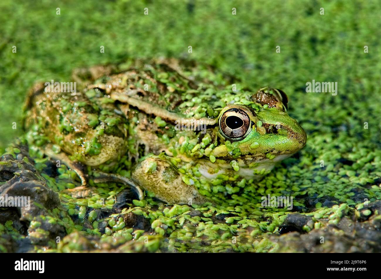 USA, Texas, Santa Clara Ranch. Rana leopardo in laghetto pieno di alghe. Foto Stock