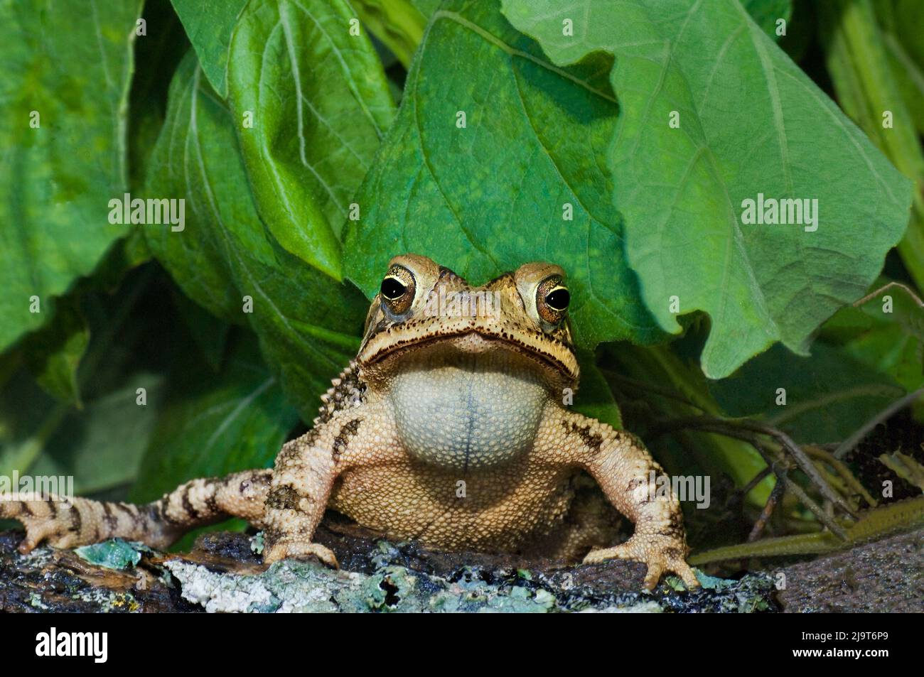 USA, Texas, Santa Clara Ranch. Costa del Golfo toad su log. Foto Stock