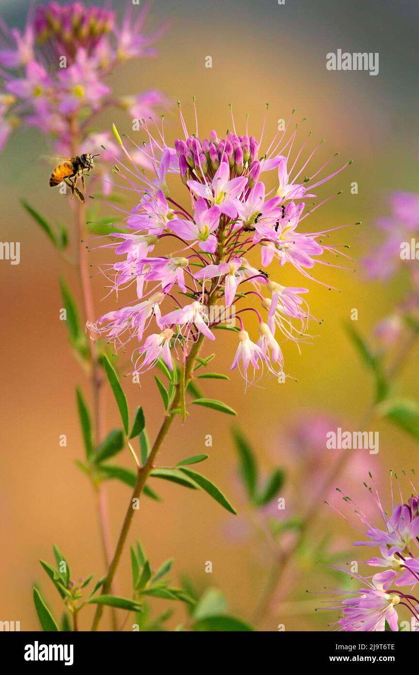 USA, Utah. L'ape del miele si infila sui fiori dell'alga in primavera. Foto Stock