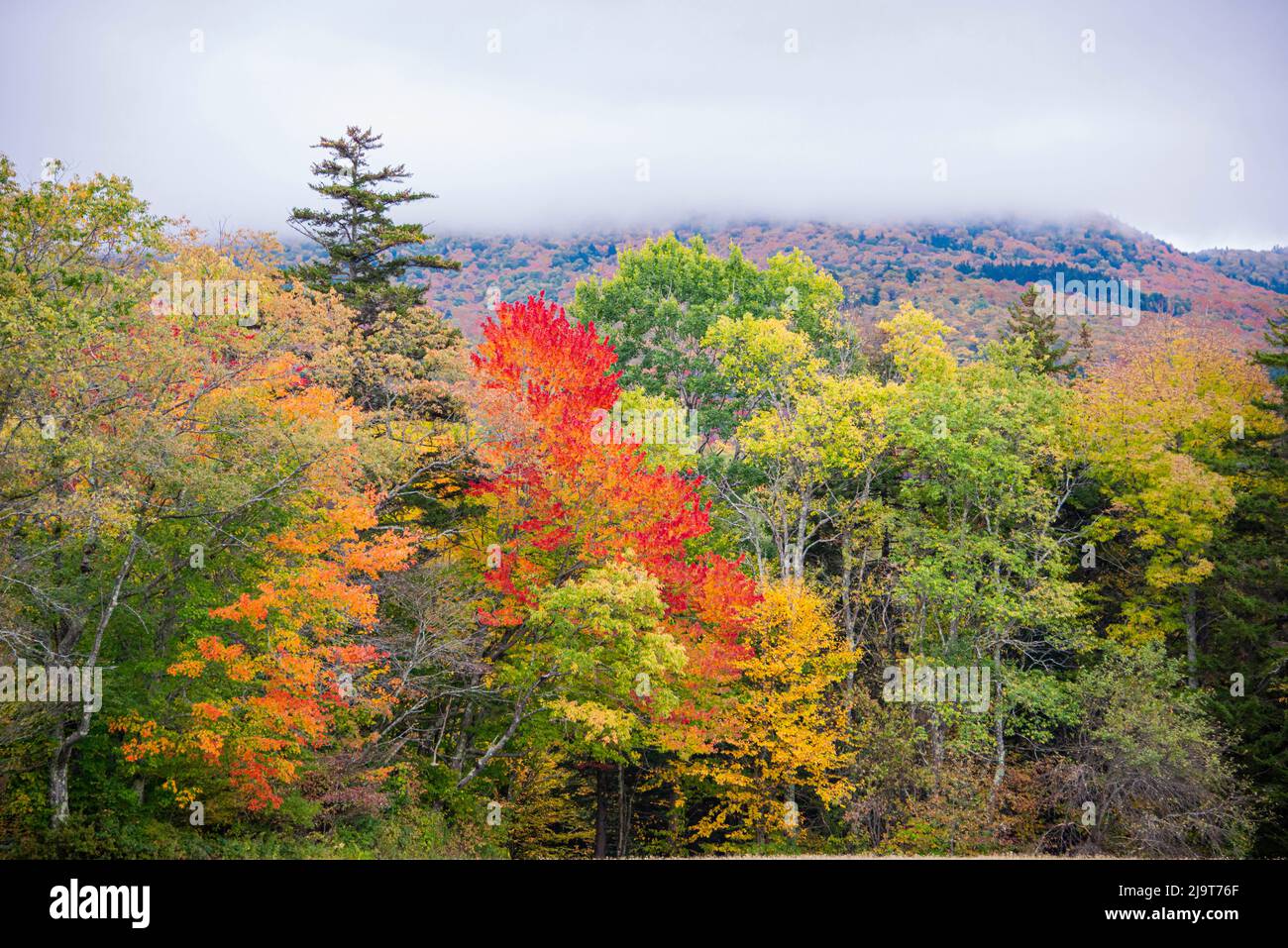 USA, Vermont, fogliame autunnale in Green Mountains a Bread Loaf, di proprietà del Middlebury College. Foto Stock