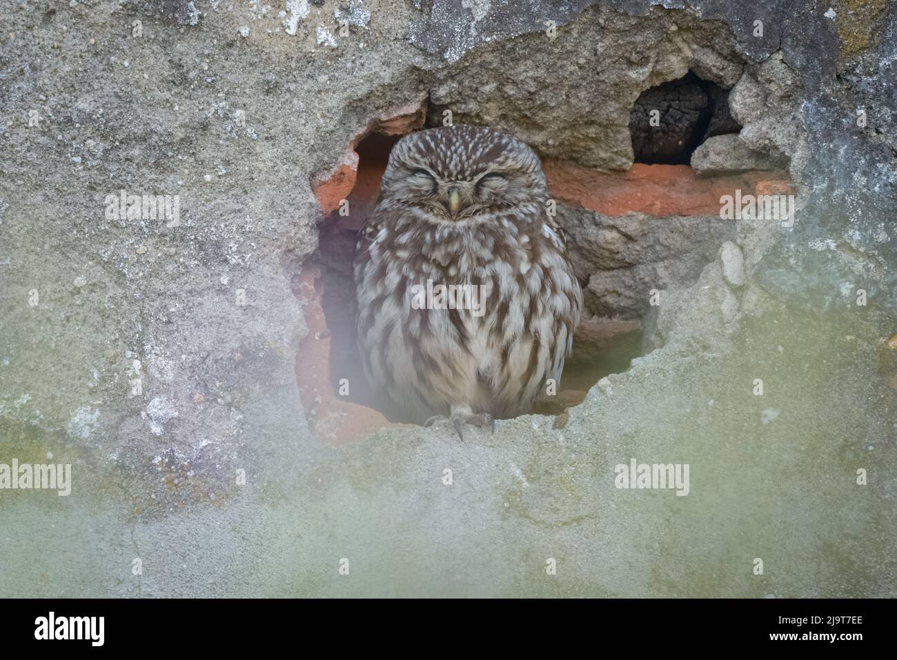 Piccolo gufo (noctua di Athene) che dorme in un buco in un muro di una casa abbandonata al crepuscolo in Portogallo, Europa Foto Stock