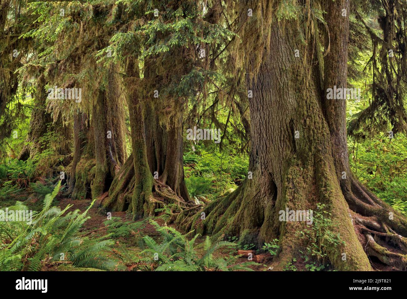 Alberi che crescono in linea retta su ceppo di infermiera, Hoh Rainforest, Olympic National Park, Washington state Foto Stock