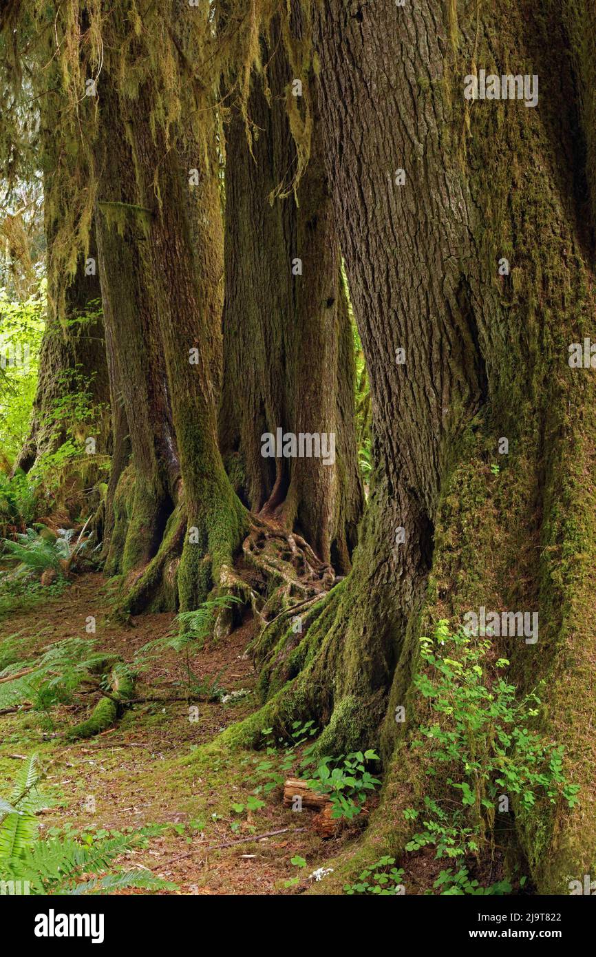 Alberi che crescono in linea retta su ceppo di infermiera, Hoh Rainforest, Olympic National Park, Washington state Foto Stock