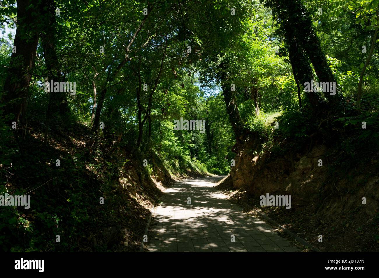 Una foresta profonda con luci e colori modici. Un sentiero piastrellato conduce attraverso il caldo parco estivo Foto Stock