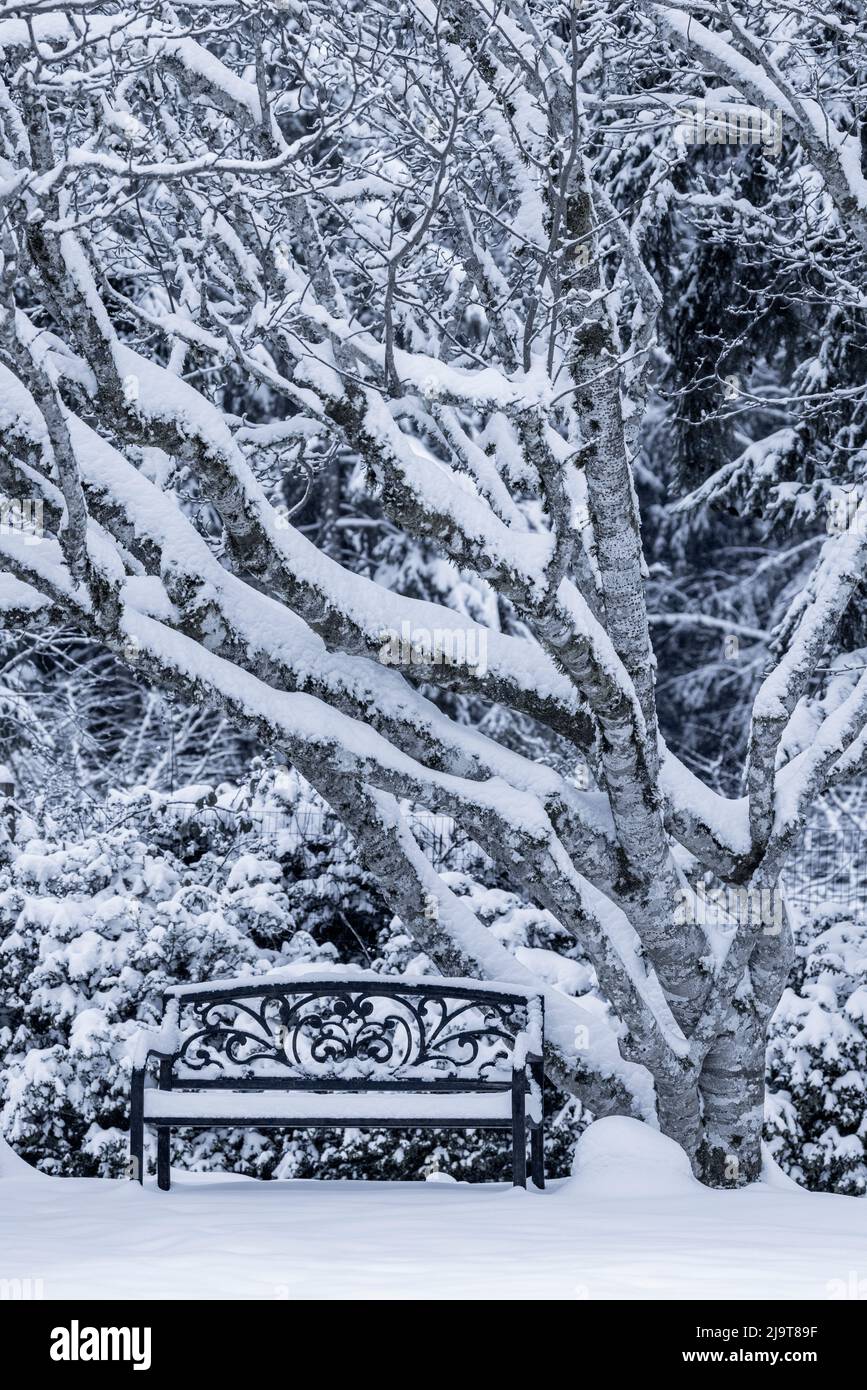 Stati Uniti, stato di Washington, Seabeck. Alberi innevati e panca in inverno. Foto Stock