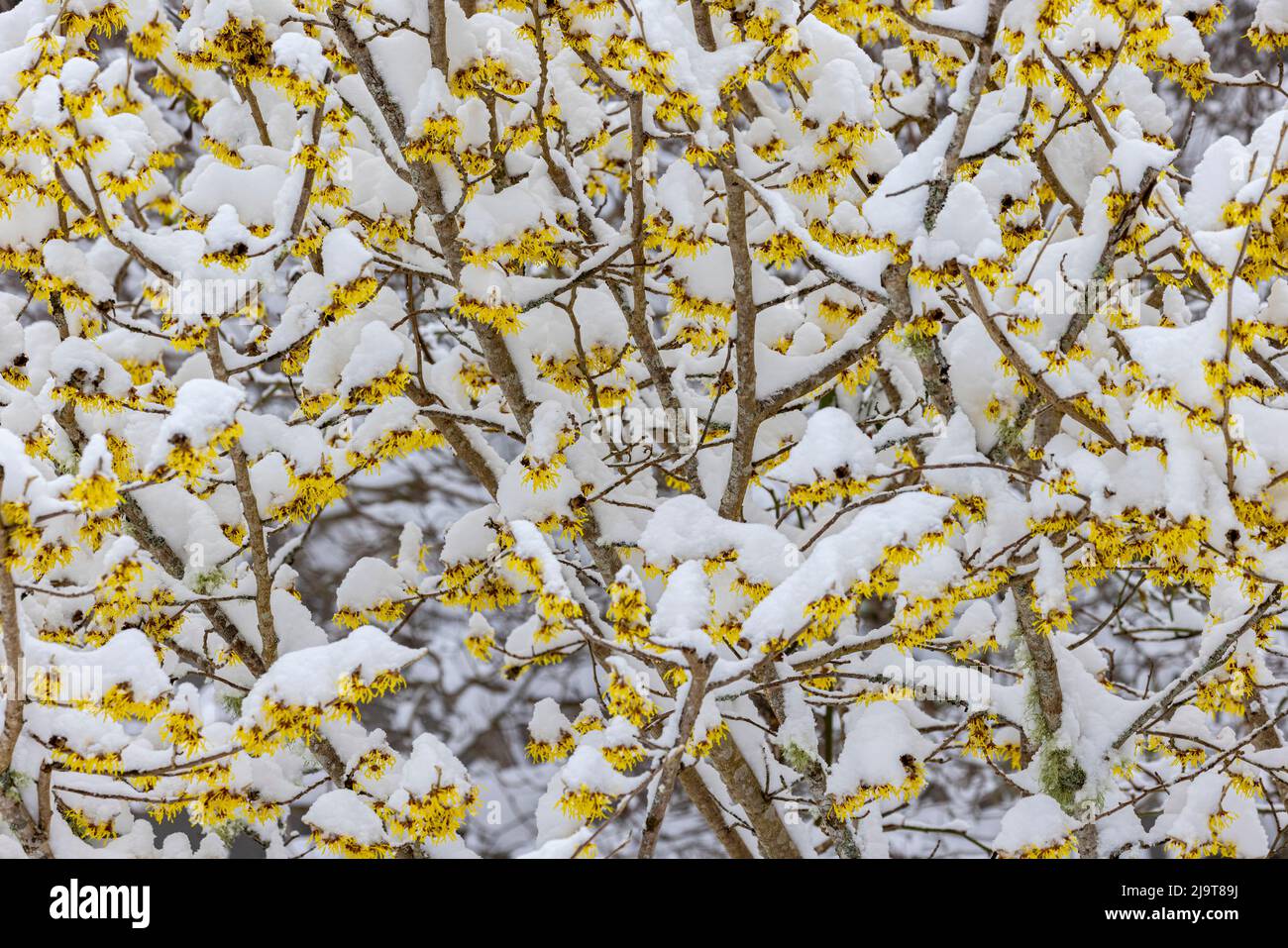 Stati Uniti, stato di Washington, Seabeck. Neve su nocciolo di strega. Foto Stock