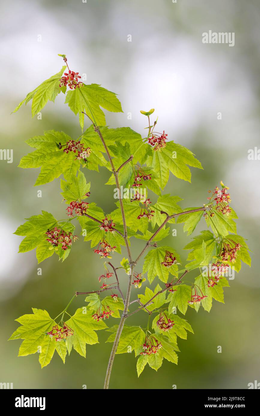 Stati Uniti, stato di Washington, Seabeck. Ramo di acero di vite in primavera. Foto Stock