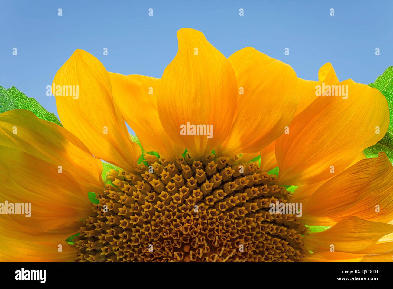 Stati Uniti, stato di Washington, Seabeck. Primo piano in fiore di girasole. Foto Stock