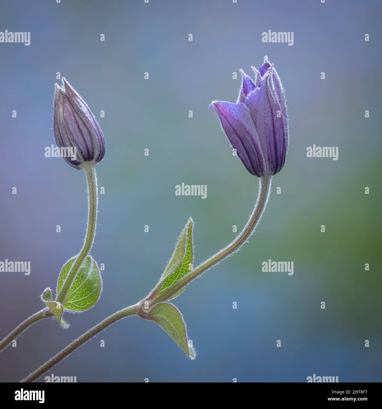 Stati Uniti, stato di Washington, Seabeck. Clematis gemme primo piano. Foto Stock