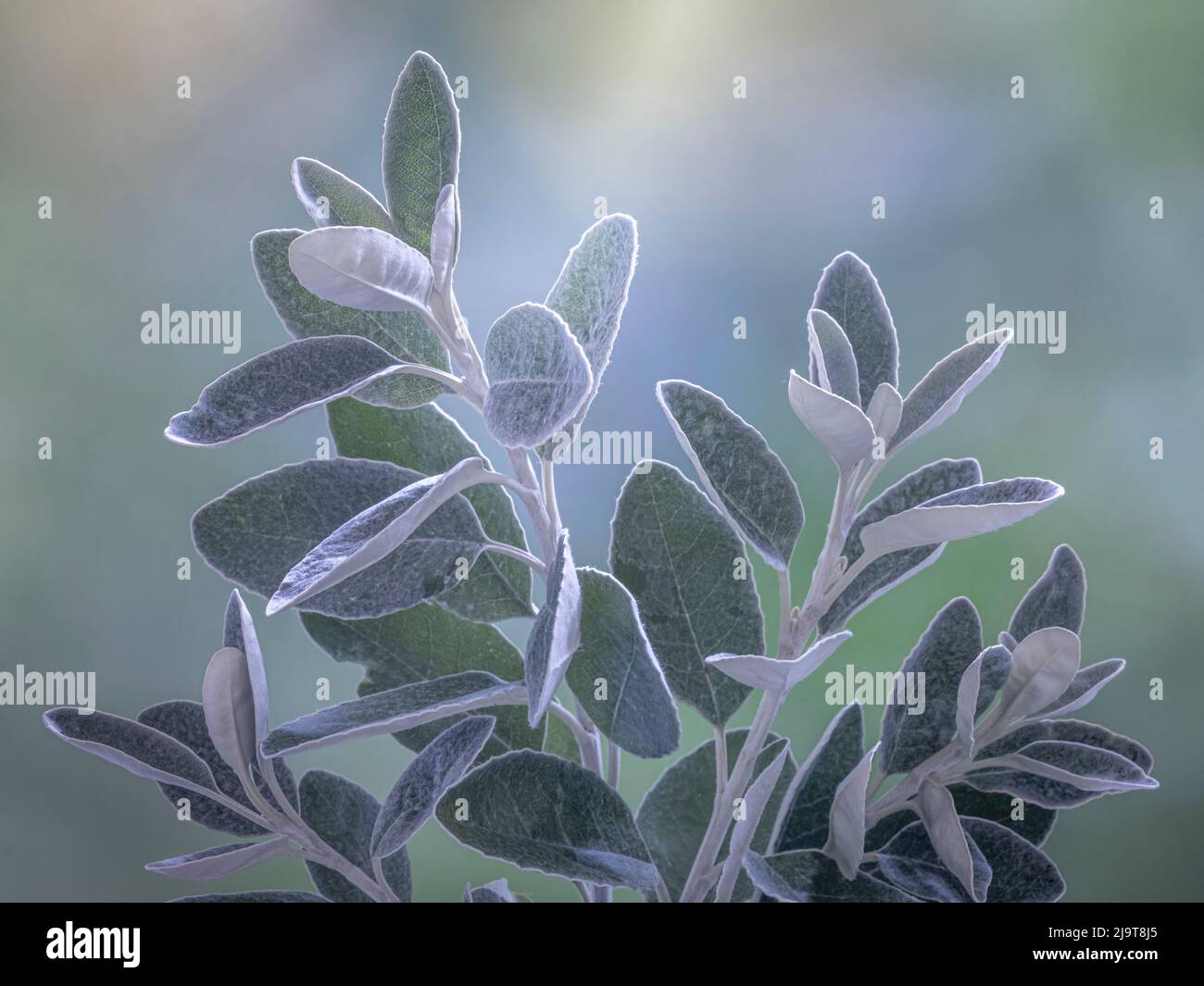 Stati Uniti, stato di Washington, Seabeck. Senecio lascia da vicino. Foto Stock