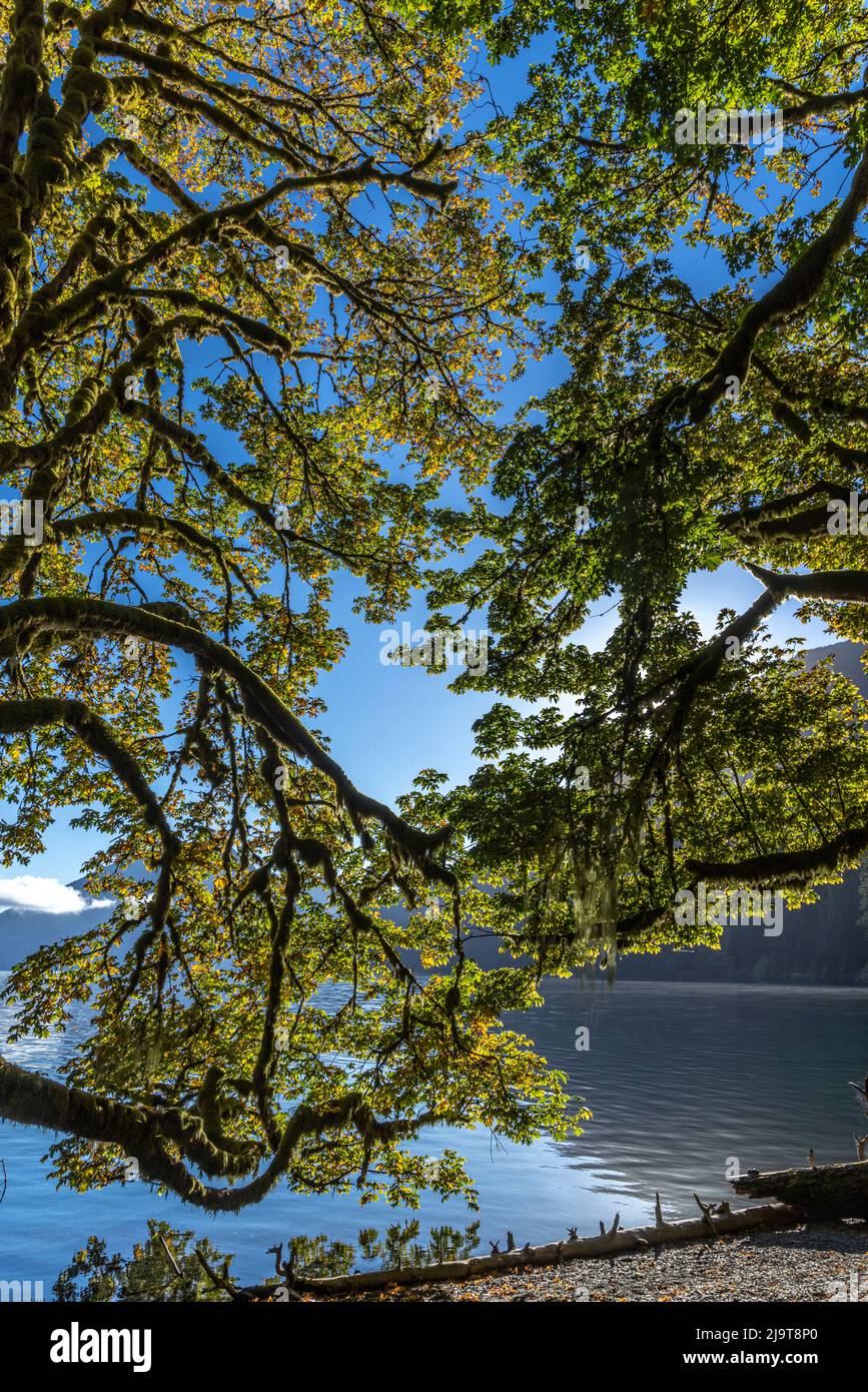 Stati Uniti, Washington state, Olympic National Park. I rami di alder tree sovrastano la riva del lago Crescent. Foto Stock
