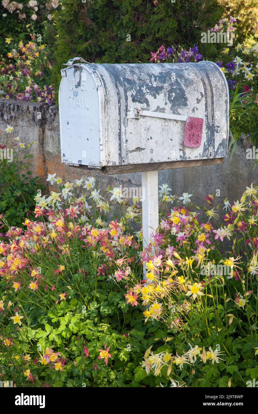 Stati Uniti, Washington state, Palouse. Vecchia mailbox circondata da fiori selvatici colombini. Foto Stock