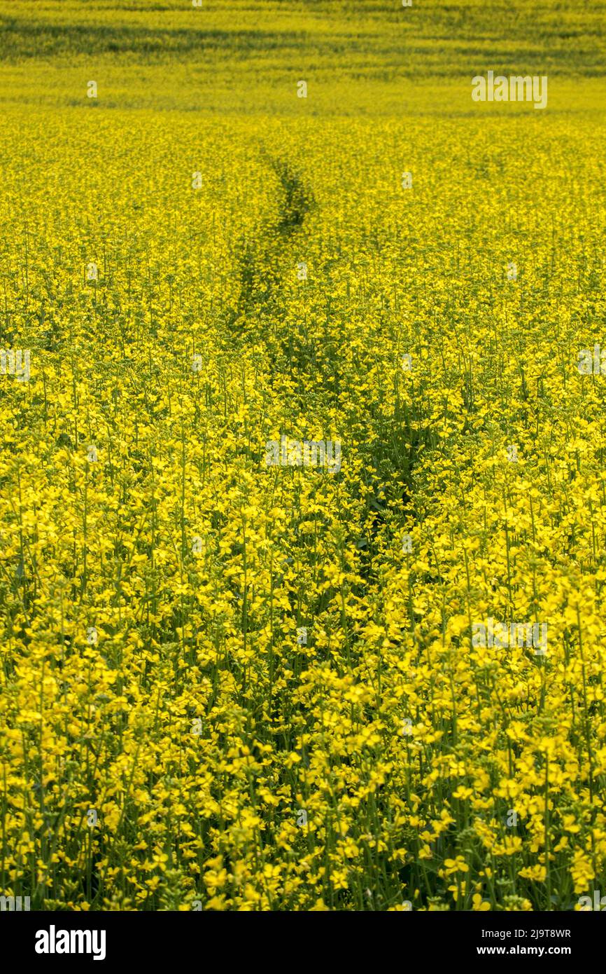 Stati Uniti, Washington state, Palouse. Percorso che attraversa un campo di canola gialla. Foto Stock