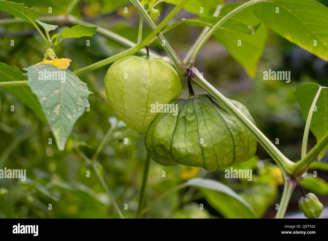 Issaquah, stato di Washington, Stati Uniti. Primo piano di una pianta di Tomatillo, chiamata anche pomodoro Husk, pomodori Husk e Jamberry. Raccogliere i tomatillos quando riempiono o Foto Stock