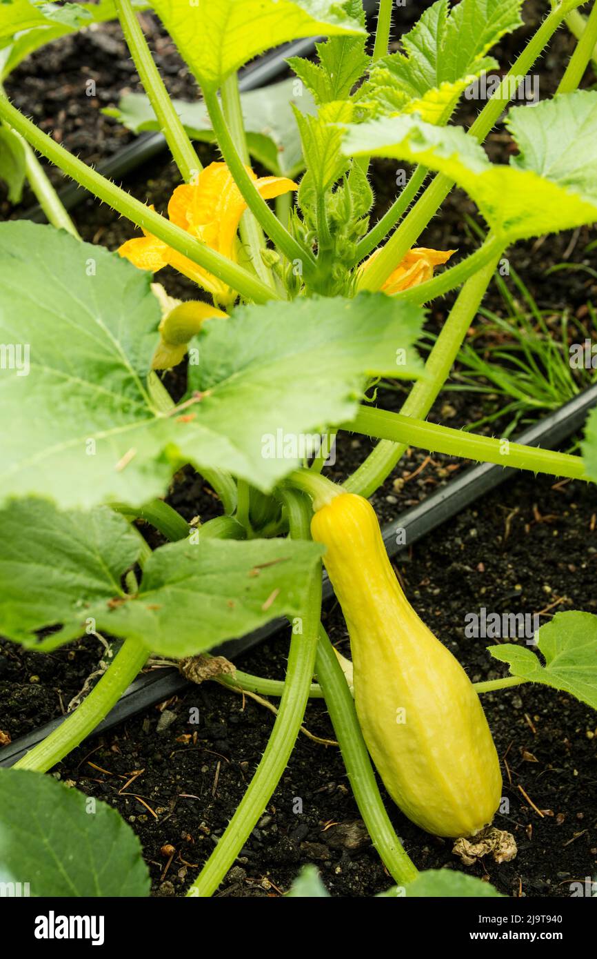 Issaquah, stato di Washington, Stati Uniti. Estate squash pianta che cresce in un giardino. La zucca del Crookneck è bulbous alla parte inferiore e sottile e curvata alla parte superiore. IT Foto Stock
