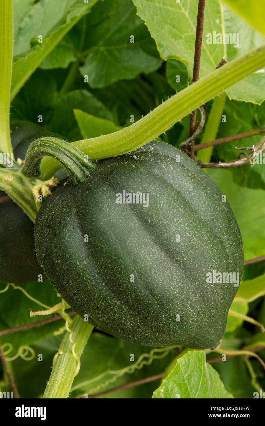 Bellevue, stato di Washington, Stati Uniti. Acorn squash pronto per la raccolta. Si chiama anche Pepper squash o Des Moines squash, ed è una zucca invernale Foto Stock