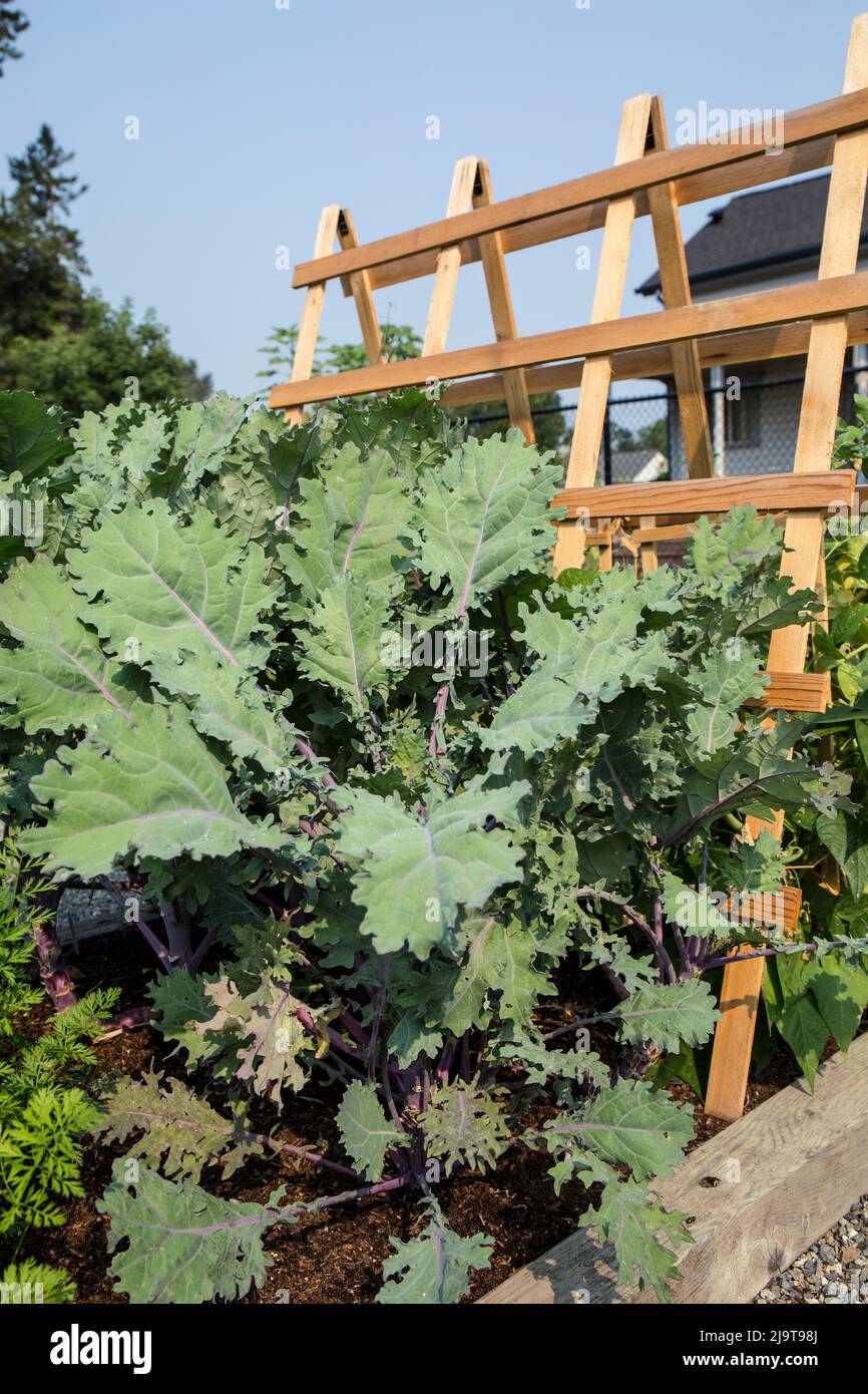 Issaquah, stato di Washington, Stati Uniti. Russo Kale rosso. Altri nomi comuni sono Russo-Siberian Kale, Ragged Jack, Canadian Broccoli Foto Stock