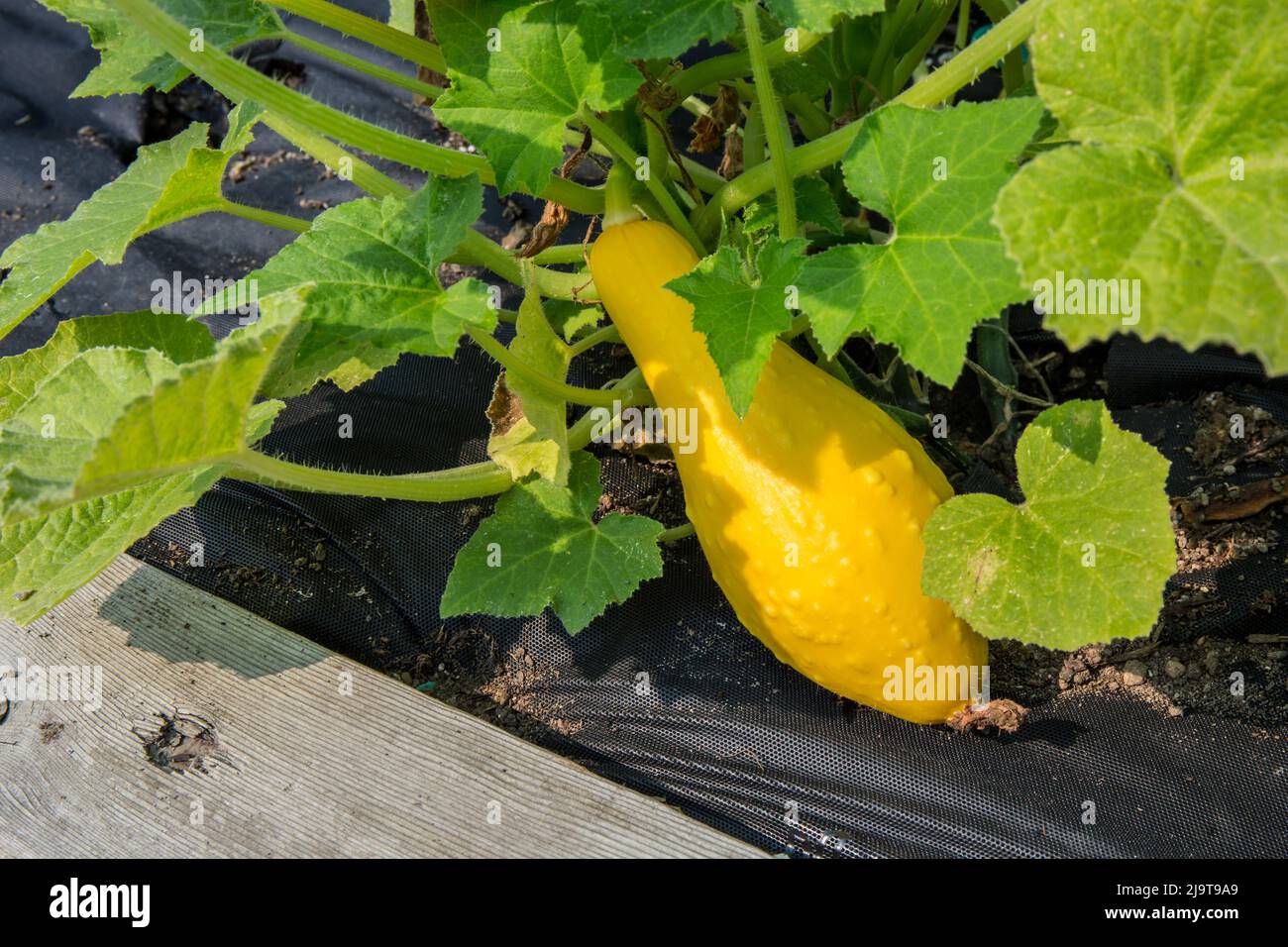 Issaquah, stato di Washington, Stati Uniti. Crookneck Heirloom squash in crescita circondato da un panno da giardino nero per il controllo delle erbacce Foto Stock
