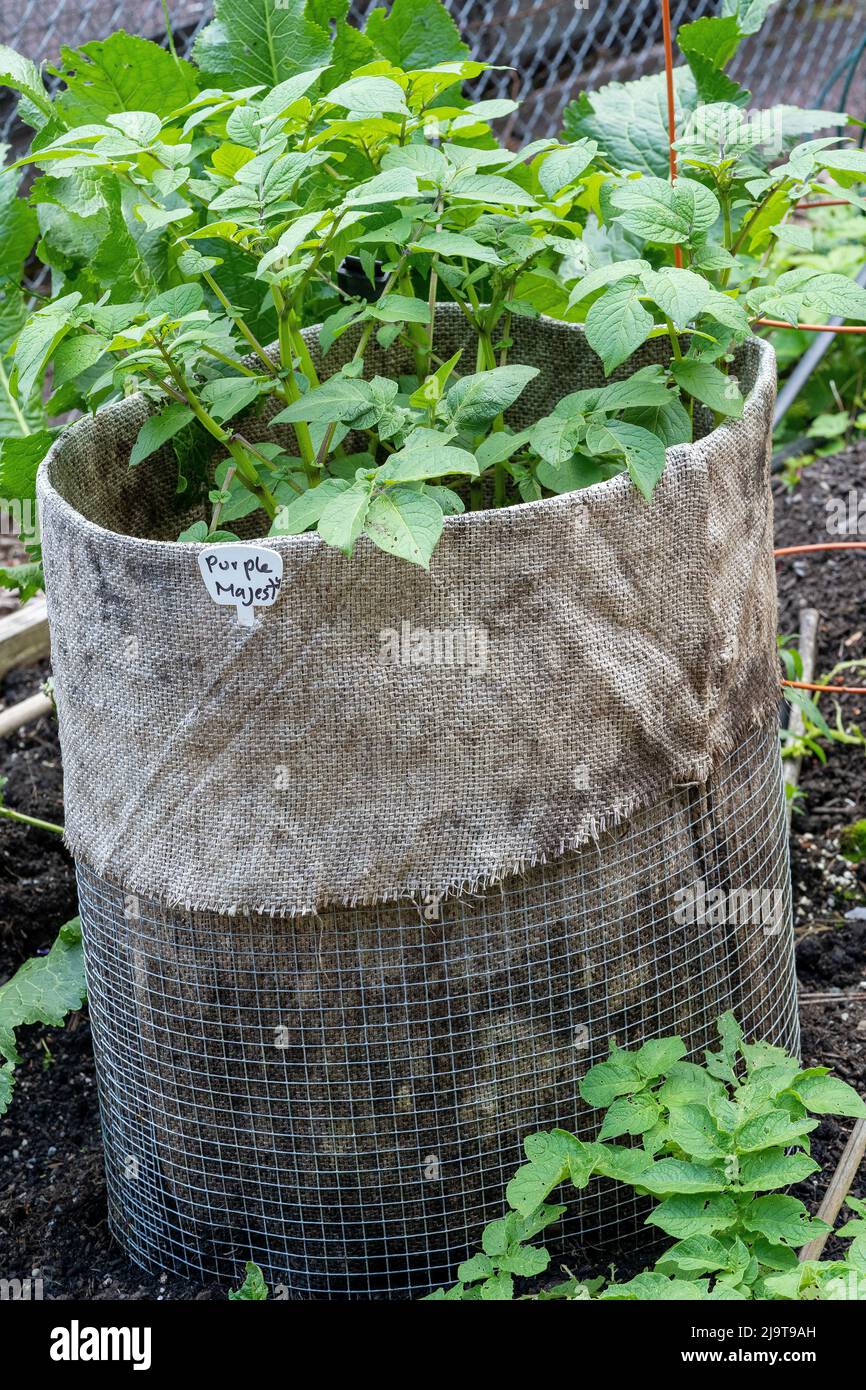 Issaquah, stato di Washington, Stati Uniti. Patate porpora di Maestà che crescono in una gabbia di patate in tela coperta da burlap. Foto Stock