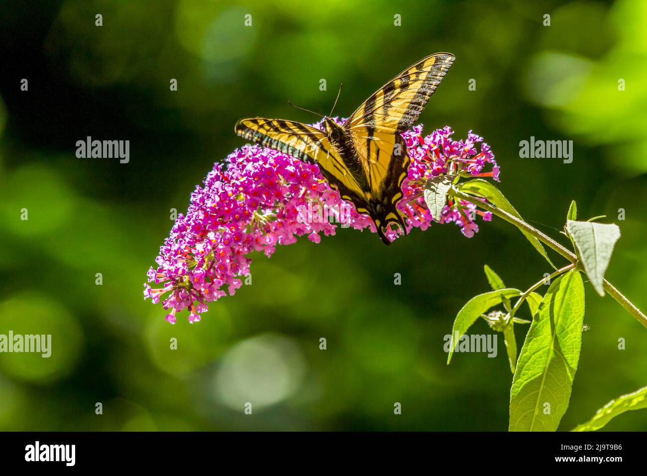 Issaquah, stato di Washington, Stati Uniti. Western Tiger Swallowtail farfalla impollinando un nero cavaliere Butterfly Bush Foto Stock Issaquah, stato di Washington, Stati Uniti. Western Tiger Swallowtail farfalla impollinando un nero cavaliere Butterfly Bush Foto Stock