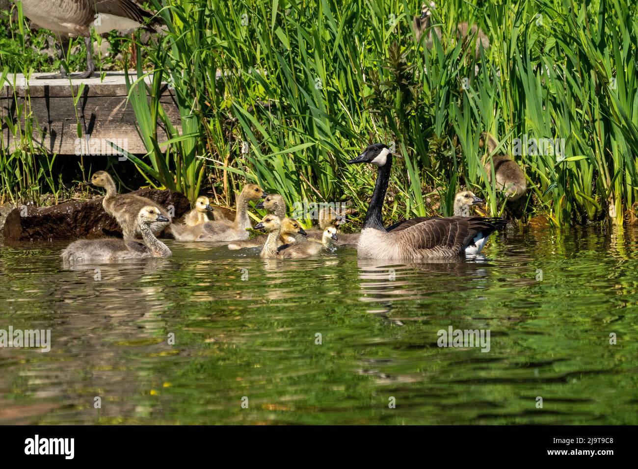 Issaquah, stato di Washington, Stati Uniti. Canada Goose e le sue slings nuotare nel Lake Sammamish state Park. Foto Stock