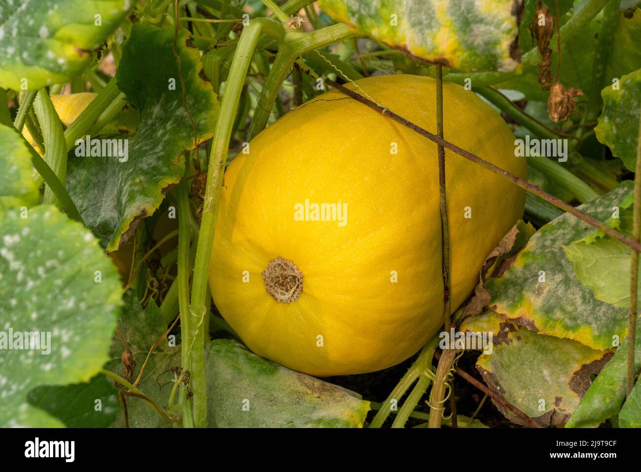 Issaquah, stato di Washington, Stati Uniti. Spaghetti squash pianta con uno squash bloccato in un buco del trellis. Foto Stock