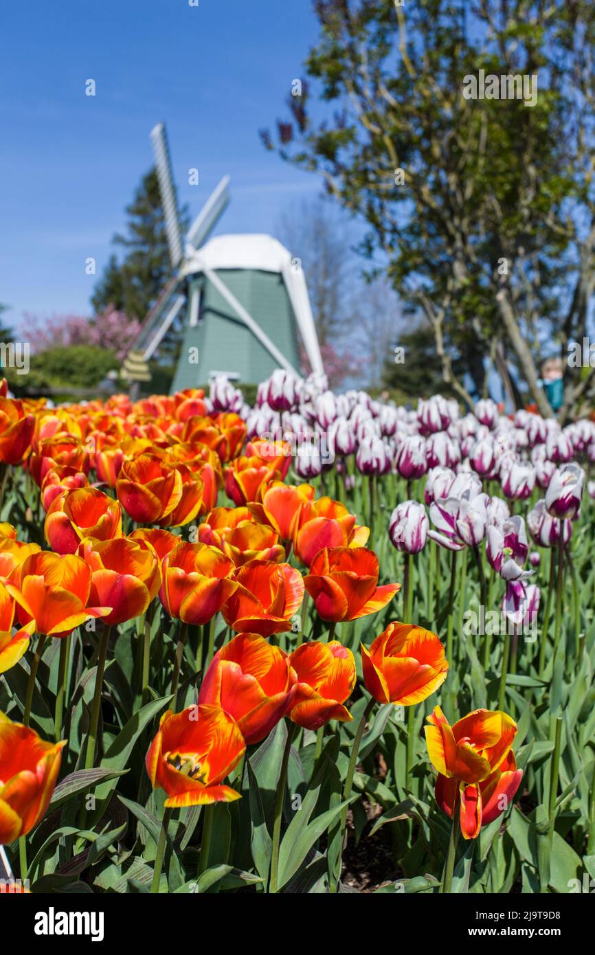 Mount Vernon, stato di Washington, Stati Uniti. Roozengaarde Tulip giardino e mulino a vento. (Solo per uso editoriale) Foto Stock