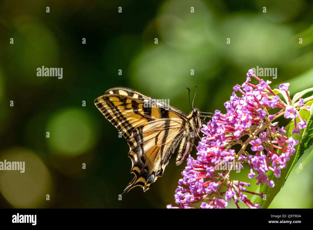 Issaquah, stato di Washington, Stati Uniti. Western Tiger Swallowtail farfalla impollinando un Butterfly Bush. Foto Stock Issaquah, stato di Washington, Stati Uniti. Western Tiger Swallowtail farfalla impollinando un Butterfly Bush. Foto Stock
