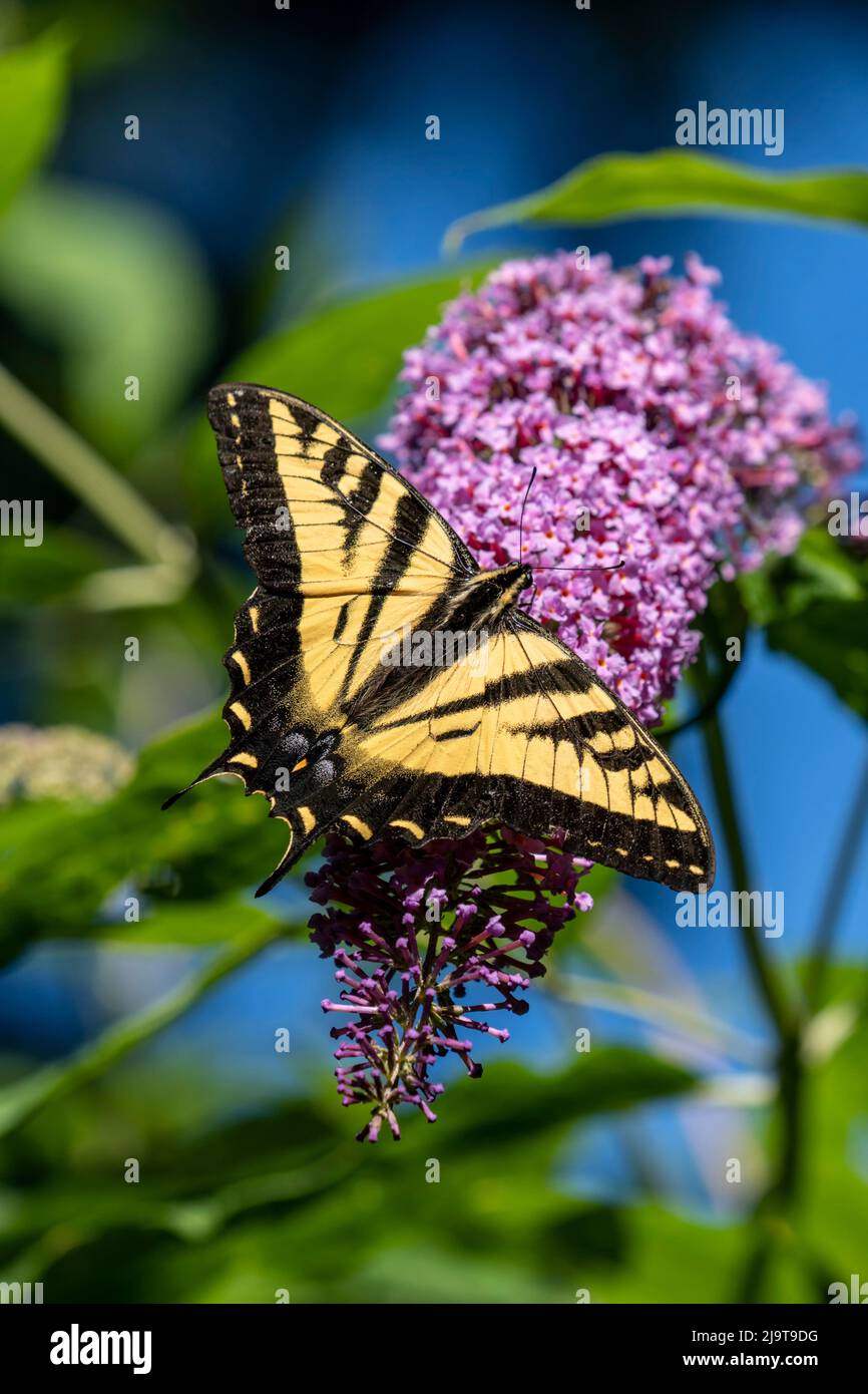 Issaquah, stato di Washington, Stati Uniti. Western Tiger Swallowtail farfalla impollinando un Butterfly Bush. Foto Stock Issaquah, stato di Washington, Stati Uniti. Western Tiger Swallowtail farfalla impollinando un Butterfly Bush. Foto Stock