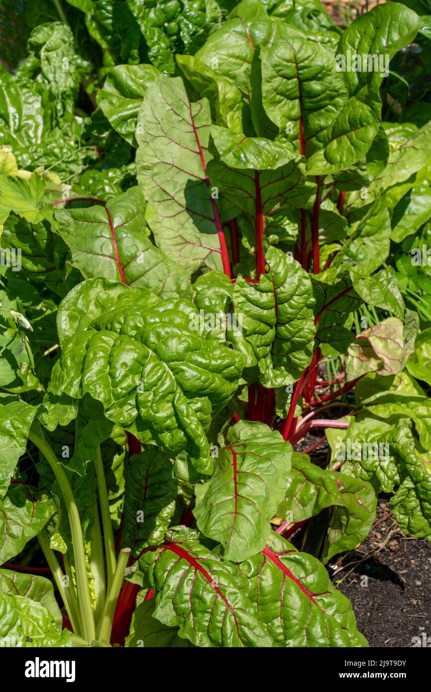 Pianta di rosso rubino. E' un guard svizzero che è attraente, delizioso e nutriente. Foto Stock