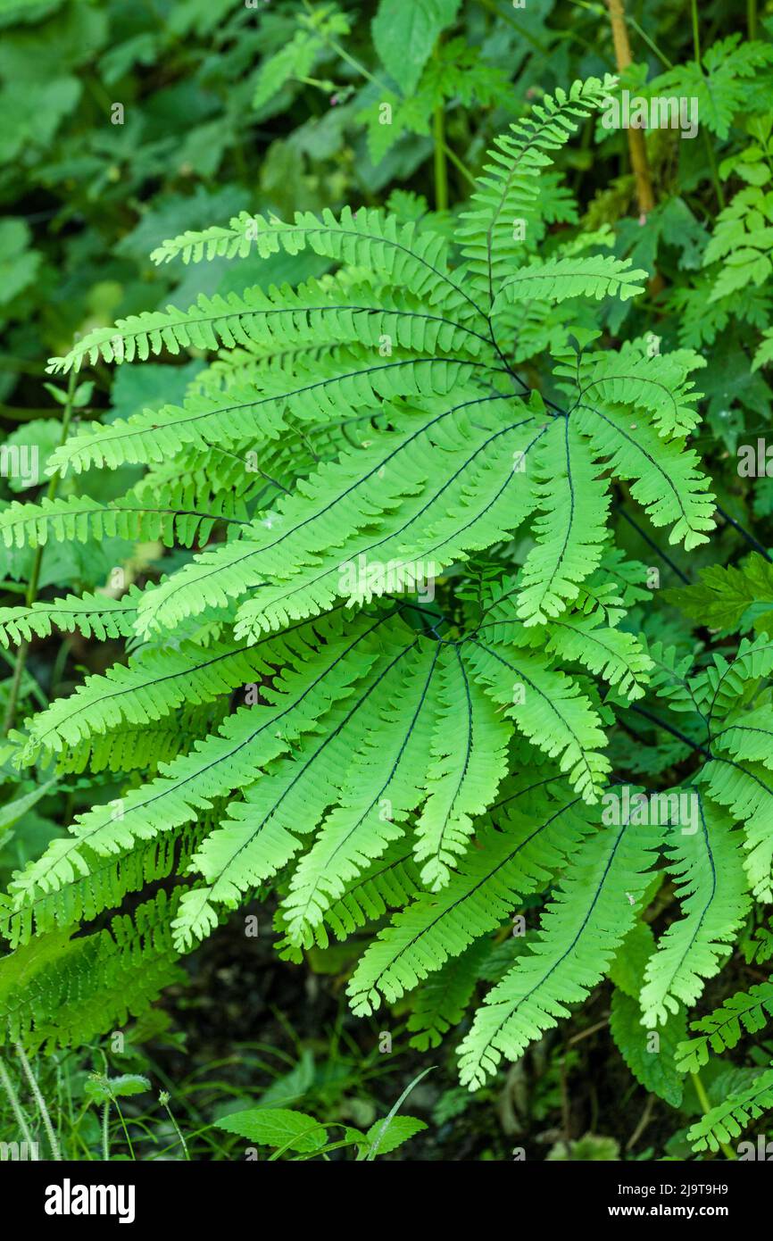 Olallie state Park vicino a Twin Falls, Washington state, USA. Piante di felce di maidenhair. Foto Stock