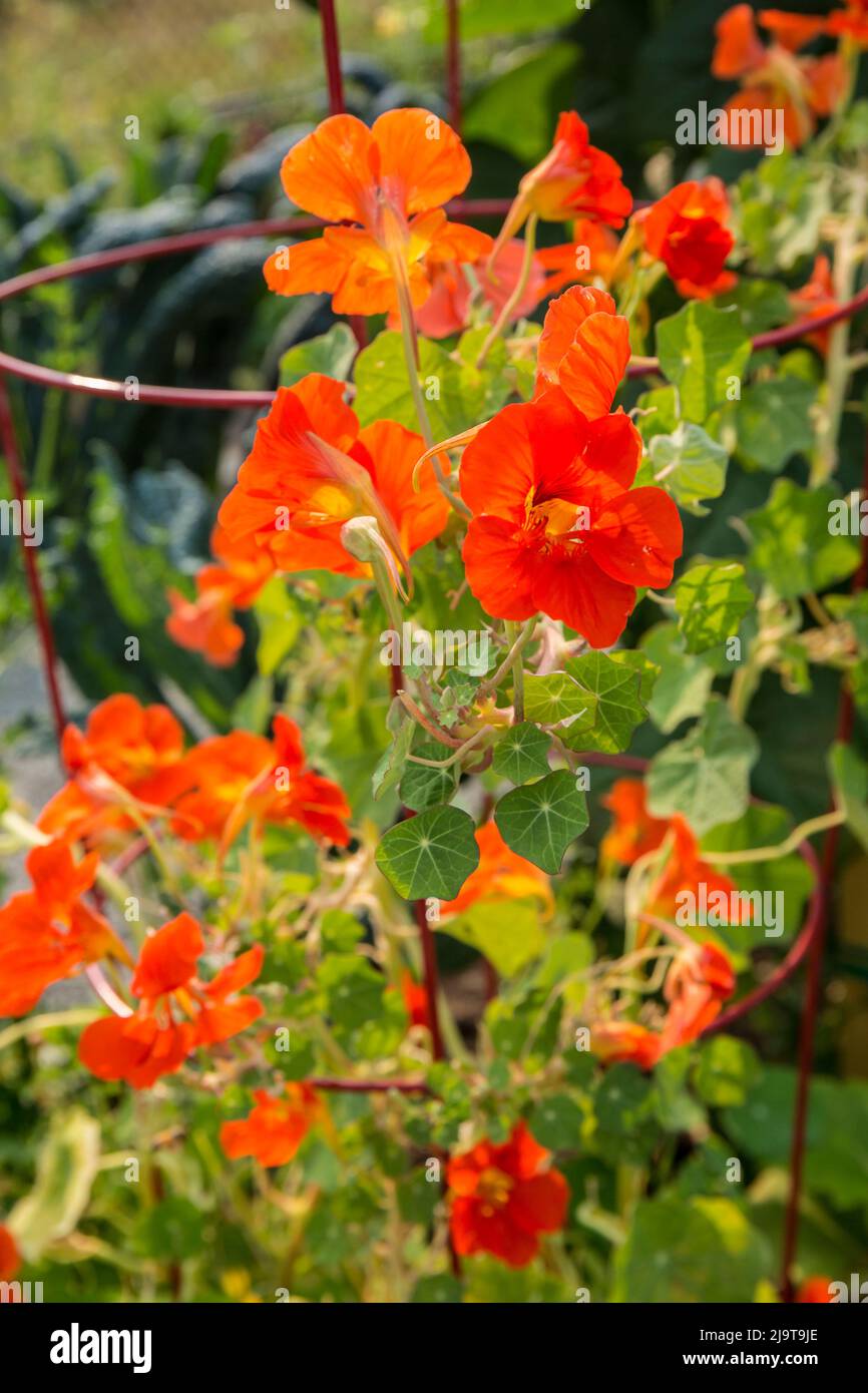 Issaquah, stato di Washington, Stati Uniti. I nasturtiums che crescono dentro e intorno ad una gabbia di pianta Foto Stock