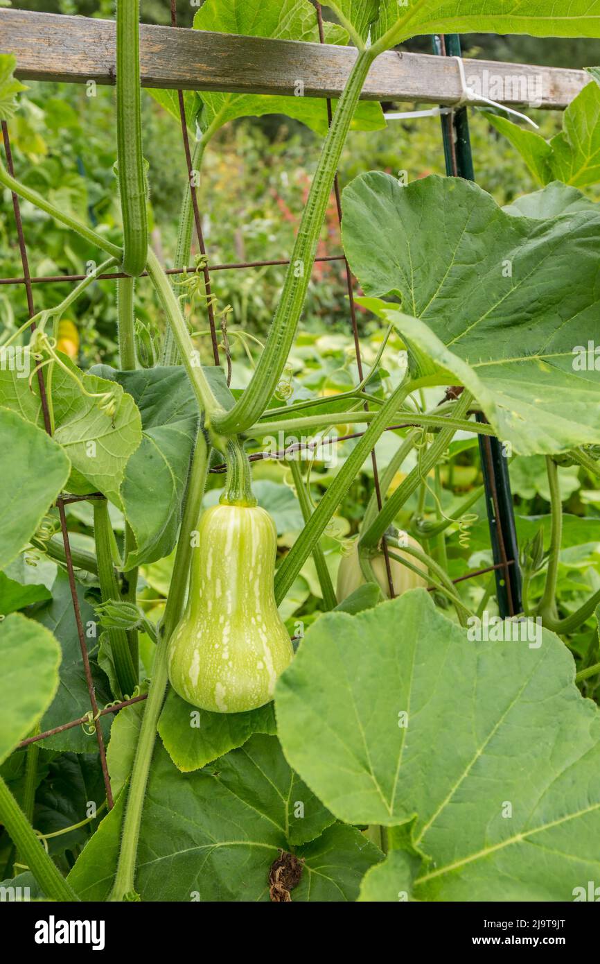Bellevue, stato di Washington, Stati Uniti. Barbara F1 Hybrid Butternut squash sulla vite Foto Stock
