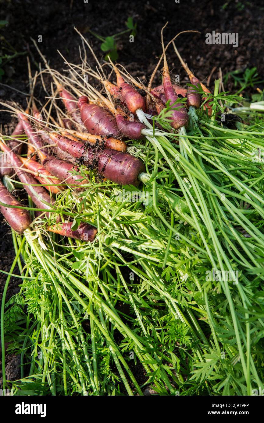 Bellevue, stato di Washington, Stati Uniti. Carote purple Haze appena raccolte. Foto Stock