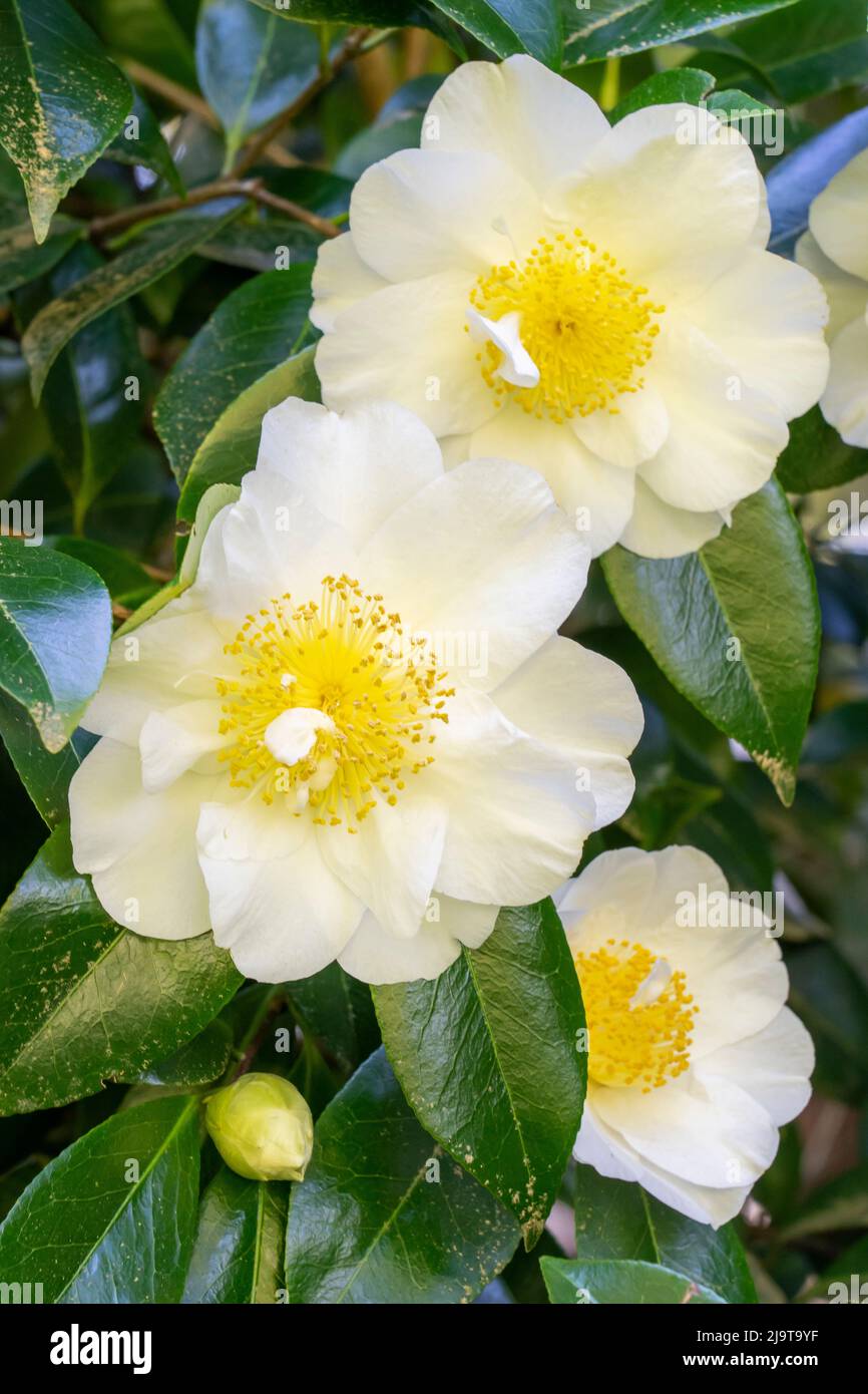 Issaquah, stato di Washington, Stati Uniti. Fioritura di un cespuglio di Camellia Foto Stock