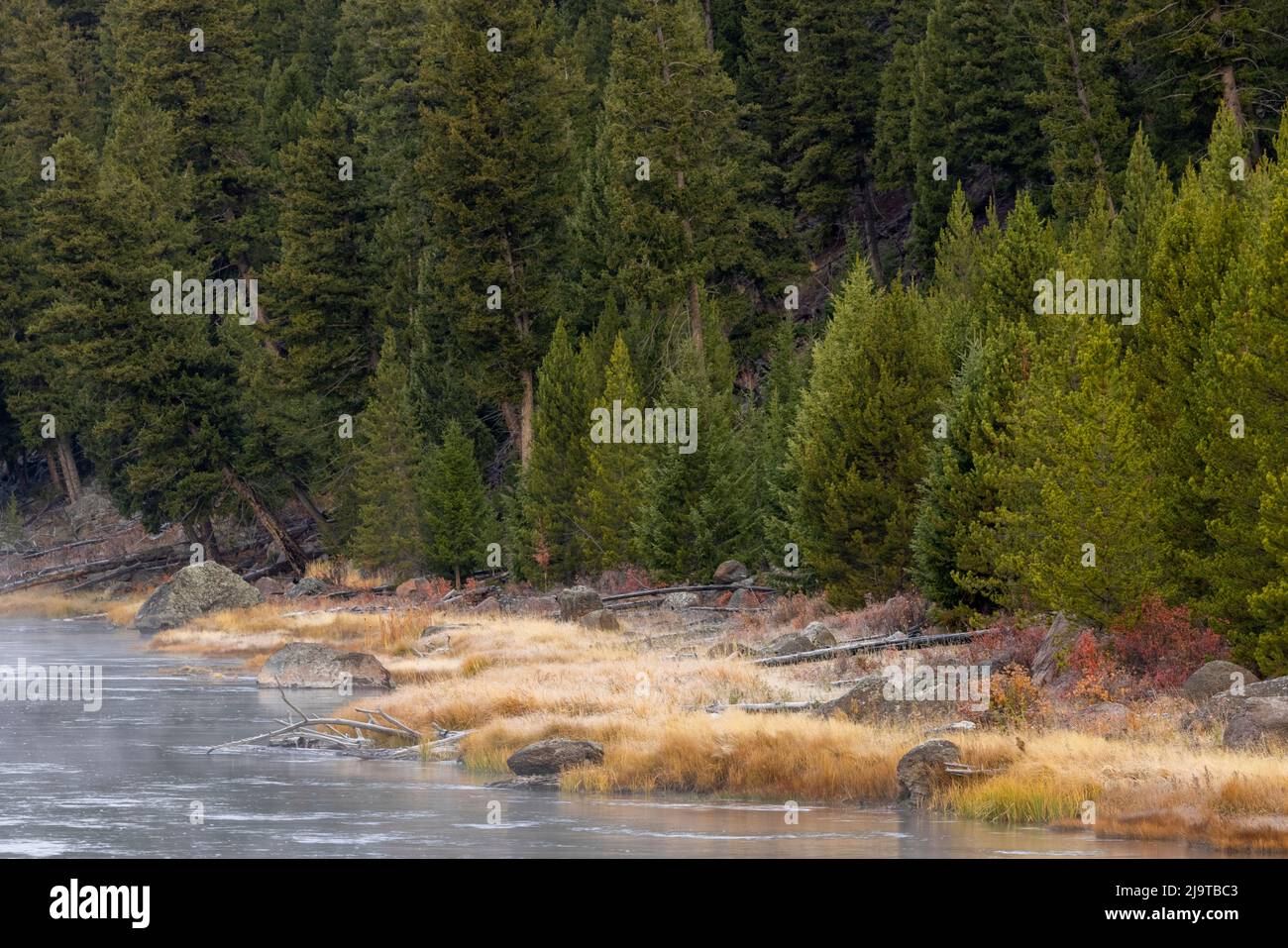 Gelo sui colori autunnali sulla riva del fiume Madison, il parco nazionale di Yellowstone, Wyoming Foto Stock