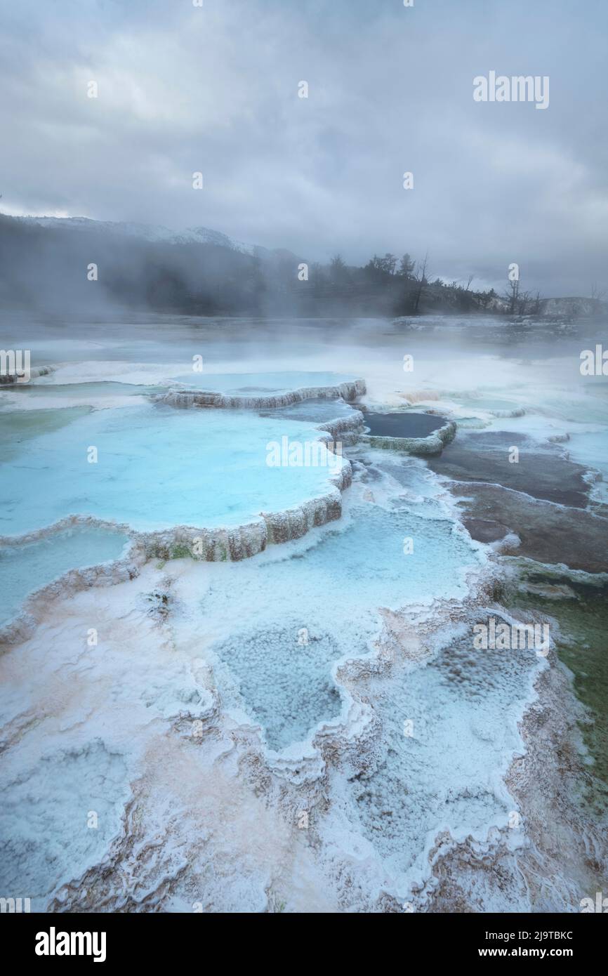 Depositi di travertino colorato da batteri termofili, terrazze superiori Mammoth Hot Springs, Yellowstone National Park. Foto Stock