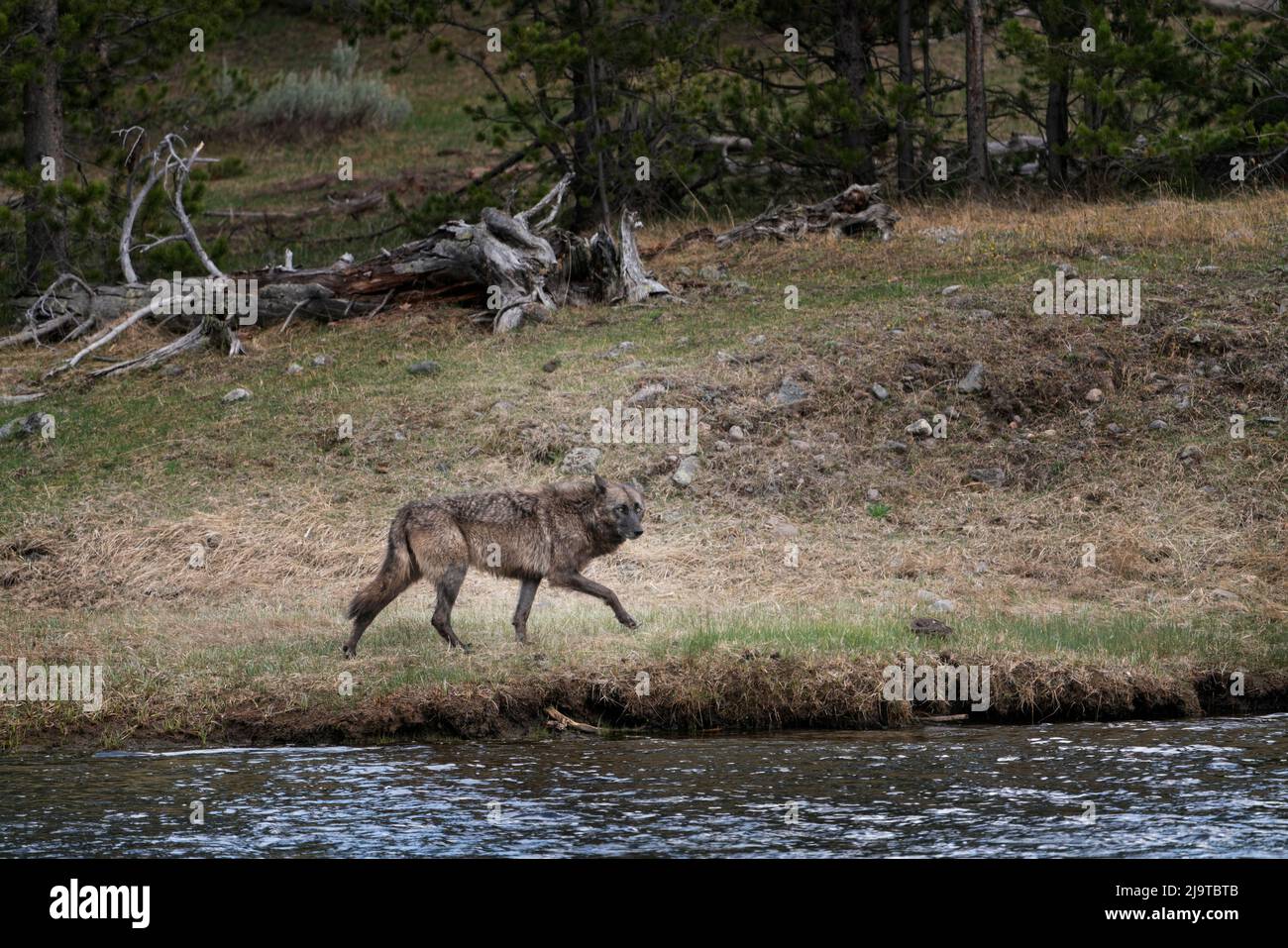 USA, Wyoming, parco nazionale di Yellowstone. Lupo grigio vicino al fiume Madison. Gray Wolf a piedi lungo il fiume Madison. Foto Stock