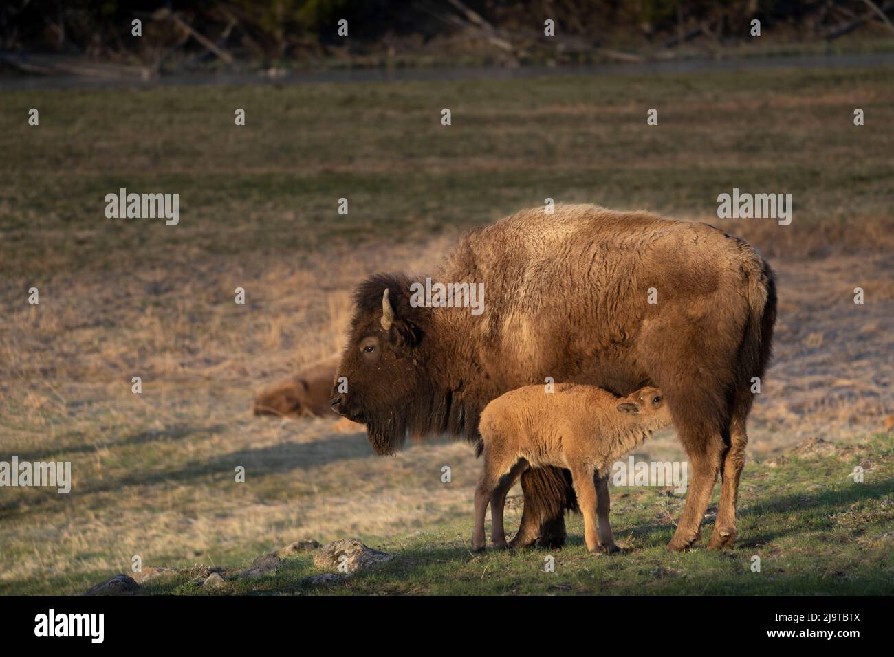 USA, Wyoming, parco nazionale di Yellowstone. Vacca bisonte che allattano vitello. Foto Stock