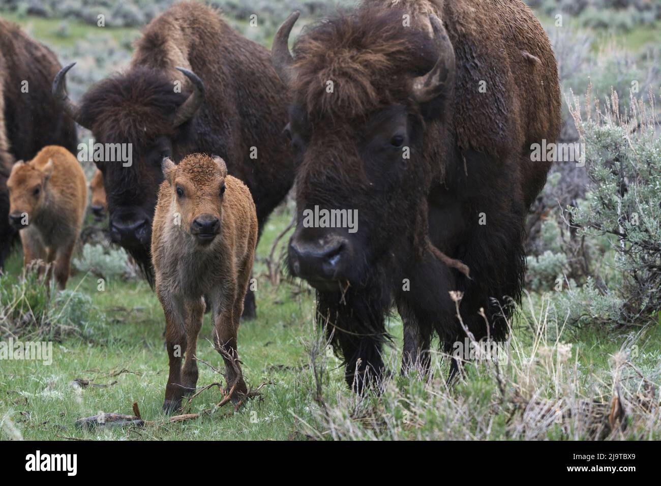 USA, Wyoming, parco nazionale di Yellowstone. Vacca bisonte con vitello neonato. Foto Stock