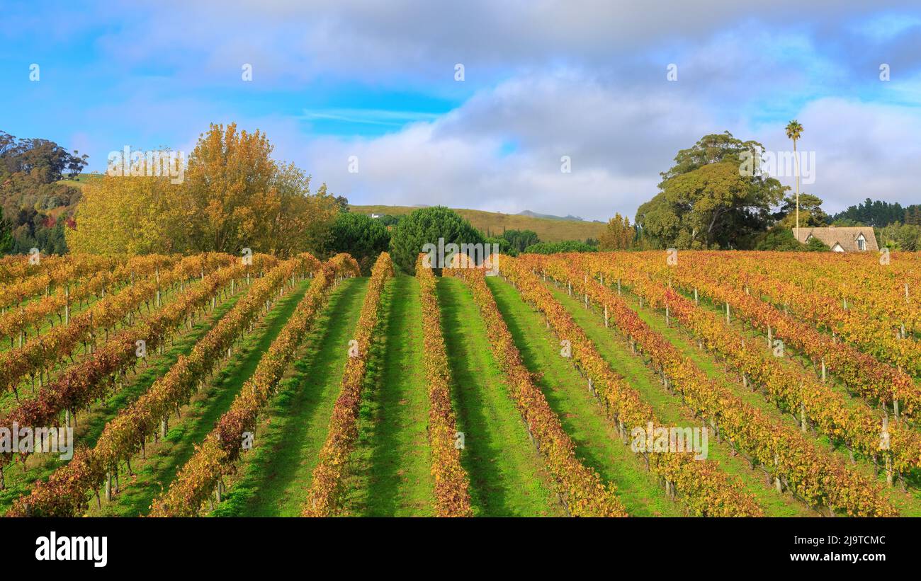 Una vista panoramica di un vigneto in autunno, con filari di belle vigne dorate. Hawke's Bay, Nuova Zelanda Foto Stock