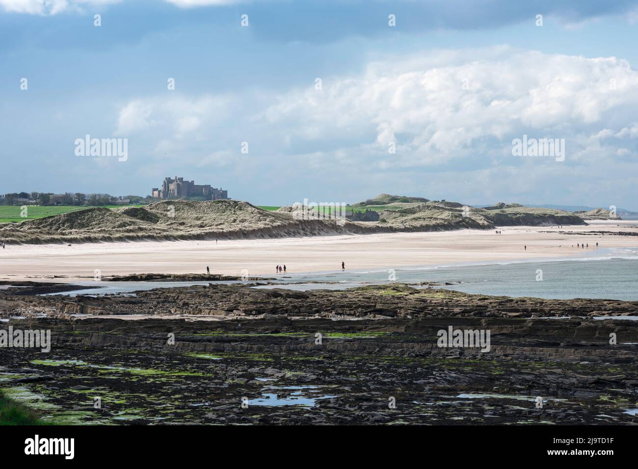 La costa del Northumberland, guarda in tarda primavera attraverso le rocce tumblers e le dune di St Aidan verso il Castello di Bambburgh sulla costa del Northumberland, Inghilterra Foto Stock