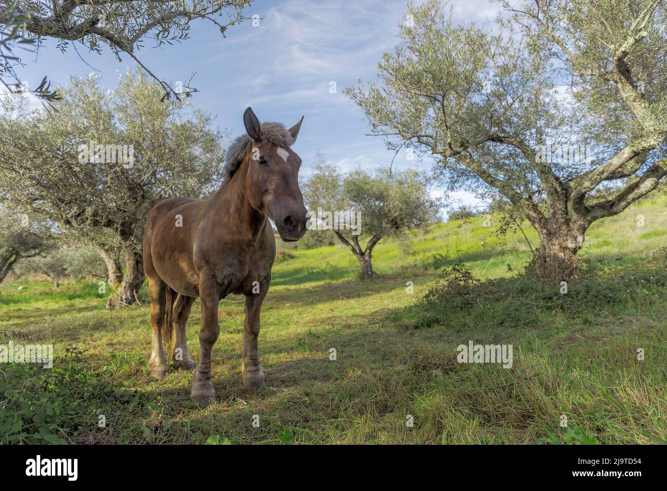 Cavallo selvatico nel campo con vegetazione. Foto Stock