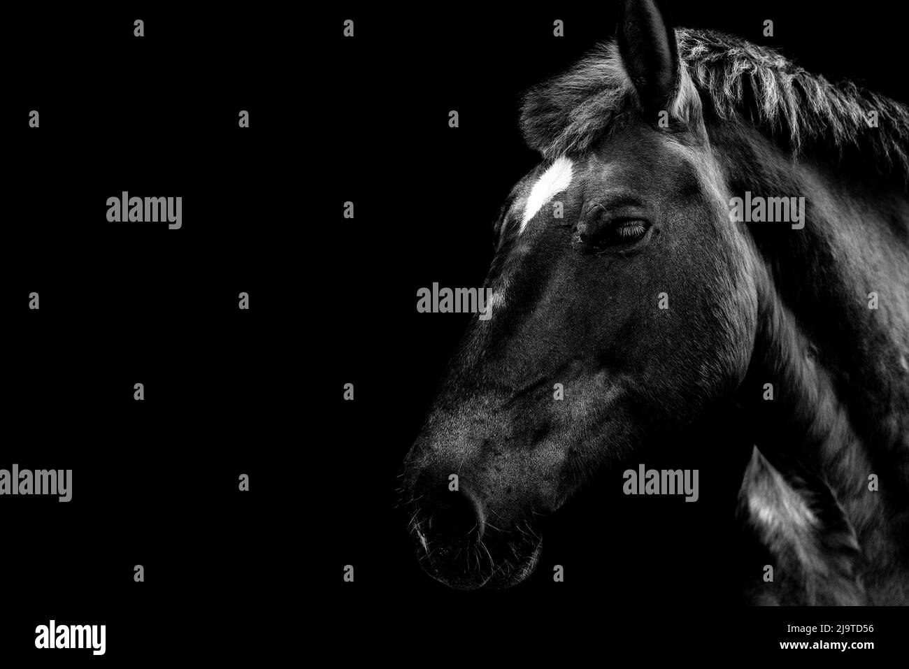 Ritratto nero e bianco cavallo selvatico isolato su sfondo nero. Foto Stock
