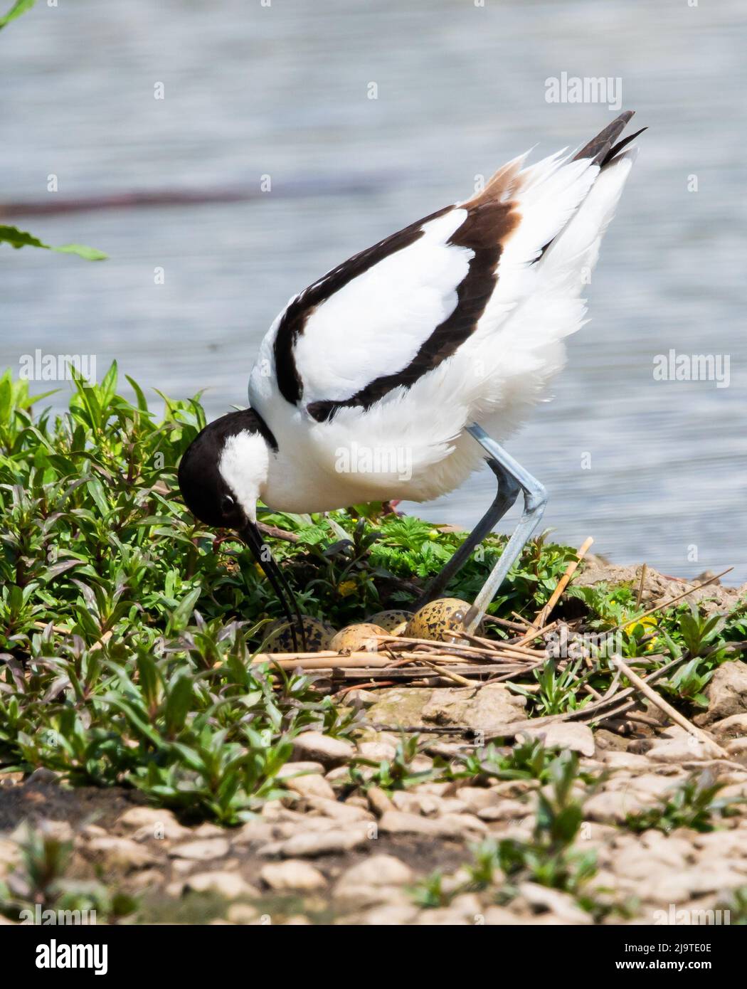 Avocets al Slimbridge WWT Gloucestershire UK Foto Stock