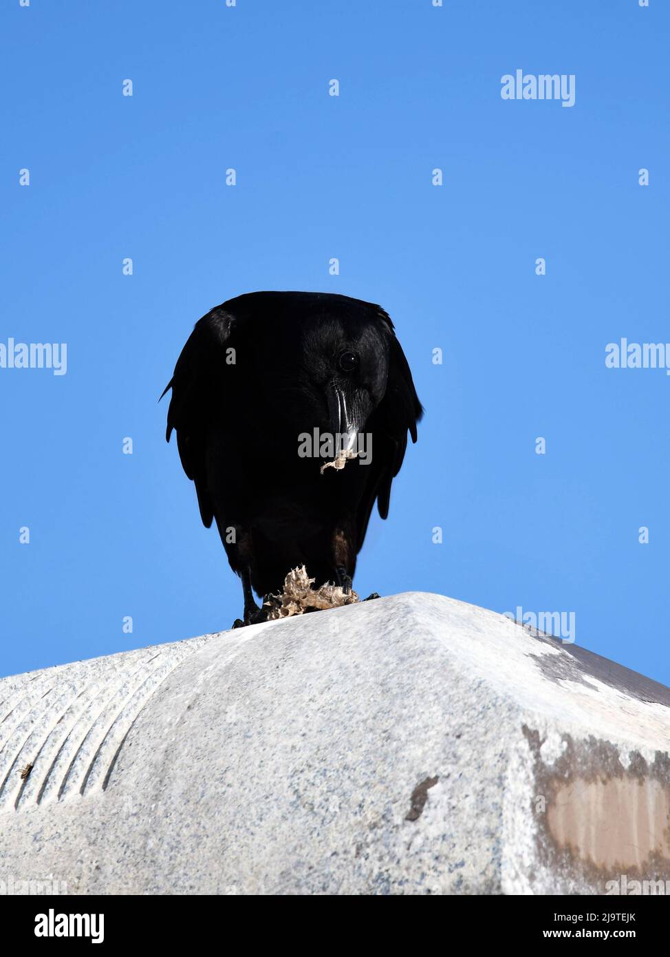 American Crow mangiare Wasps Foto Stock