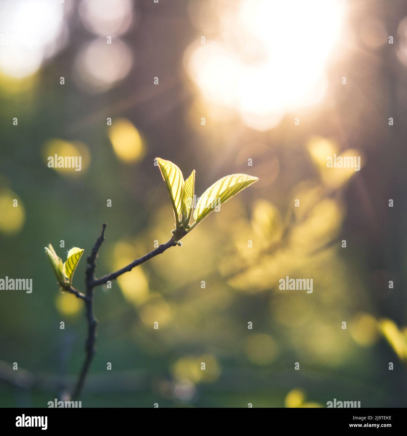 Foglie verdi giovani sul ramo dell'albero alla luce del mattino. Stagione primaverile sfondo naturale. Foto Stock