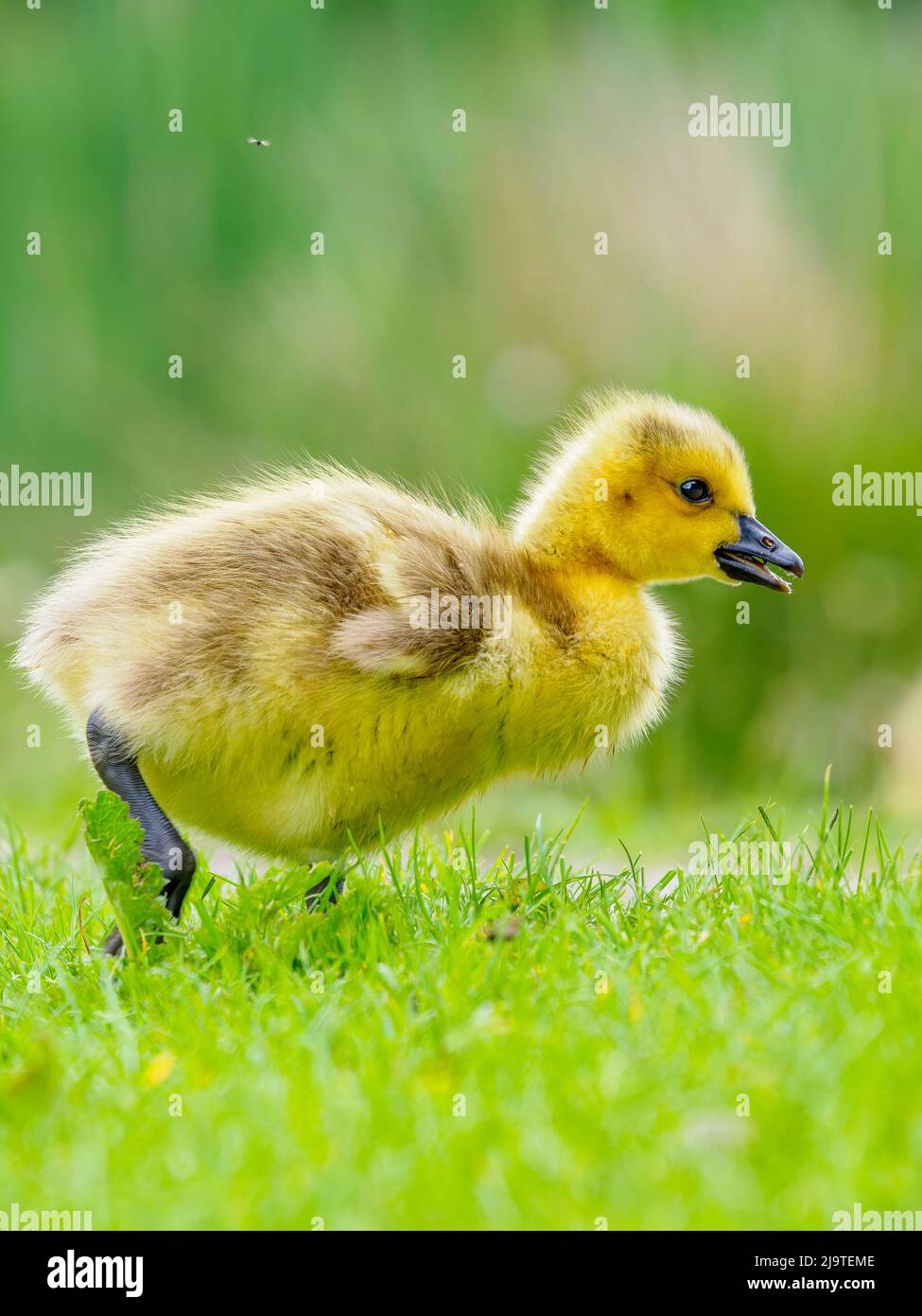 Un felice colpo di un piccolo gosling, giovane oca, che si bagna attraverso l'erba Foto Stock