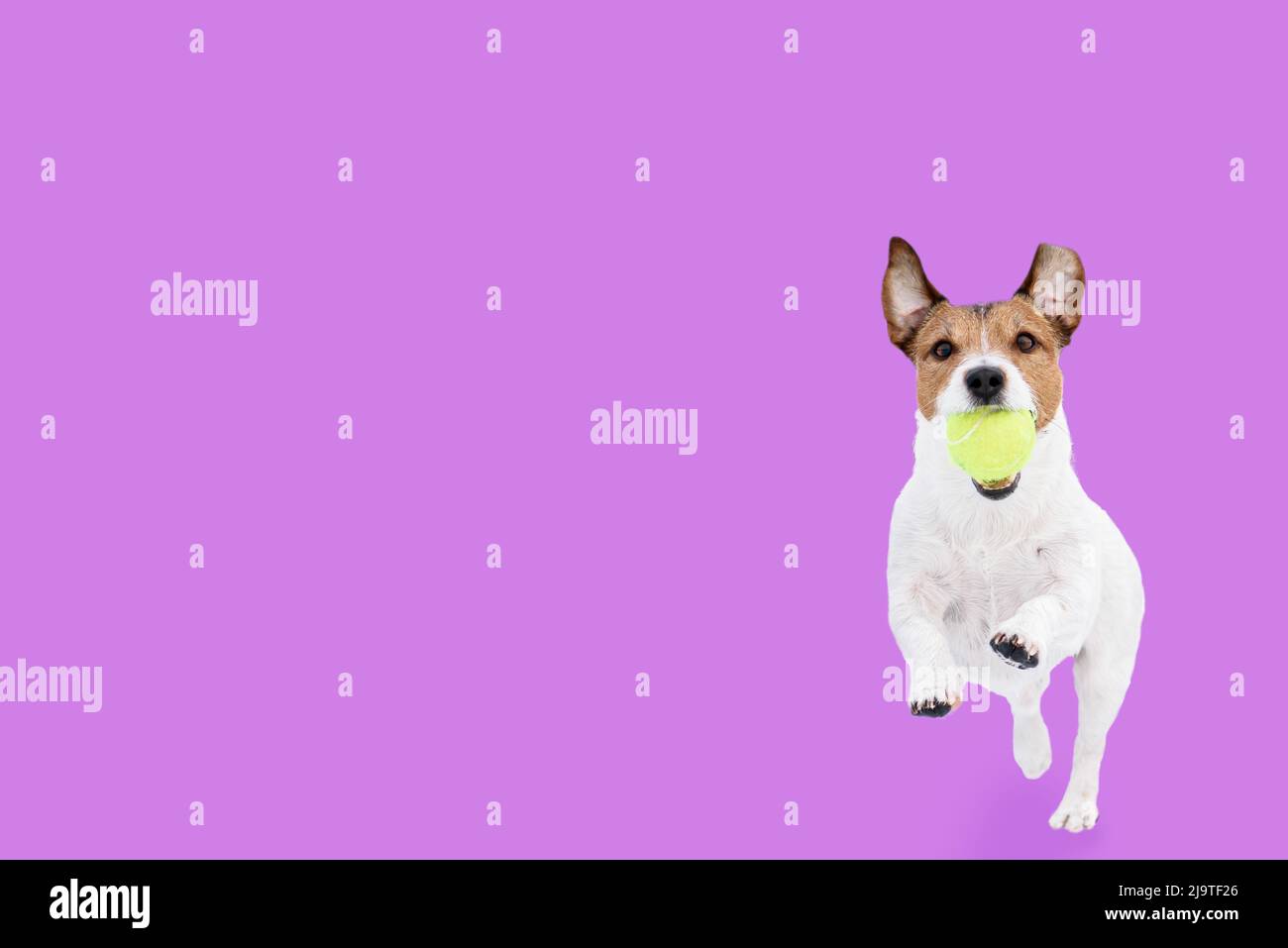 Il cane divertente che gioca e corre verso la macchina fotografica recupera la palla da tennis su sfondo di colore solido Foto Stock